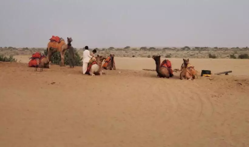 Camel Resort