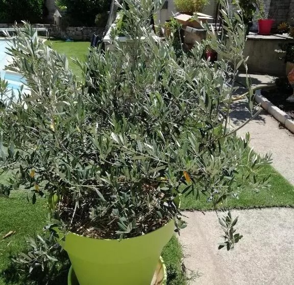 Aamiaismajoitus (B&B) Gîte Et Chambre D Hôte Entre Tilleul Et Agrumes