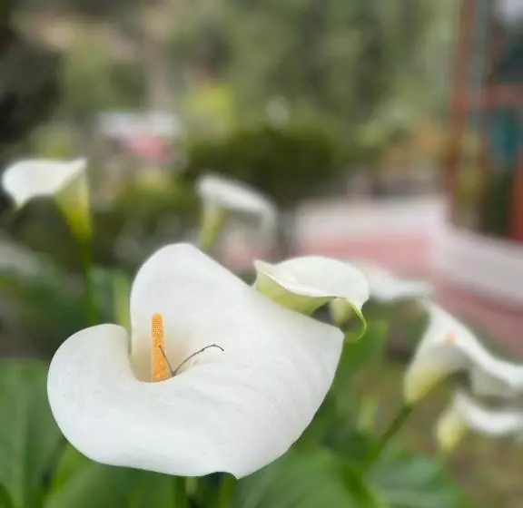 Aamiaismajoitus (B&B) Casarmonia