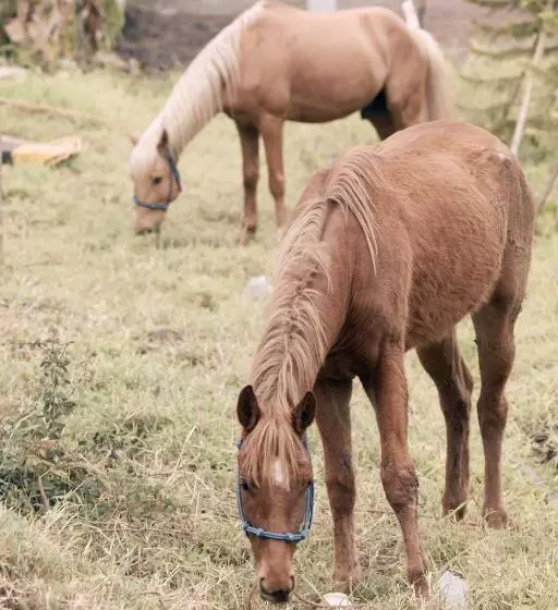 ホテル Stay Pilafarm