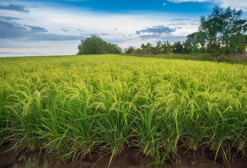 Nalinnaa Resort Buriram ณลิ์ณน่า รีสอร์ท บุรีรัมย์