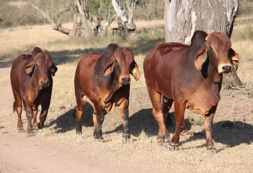 Majatalo Barnside Guest House