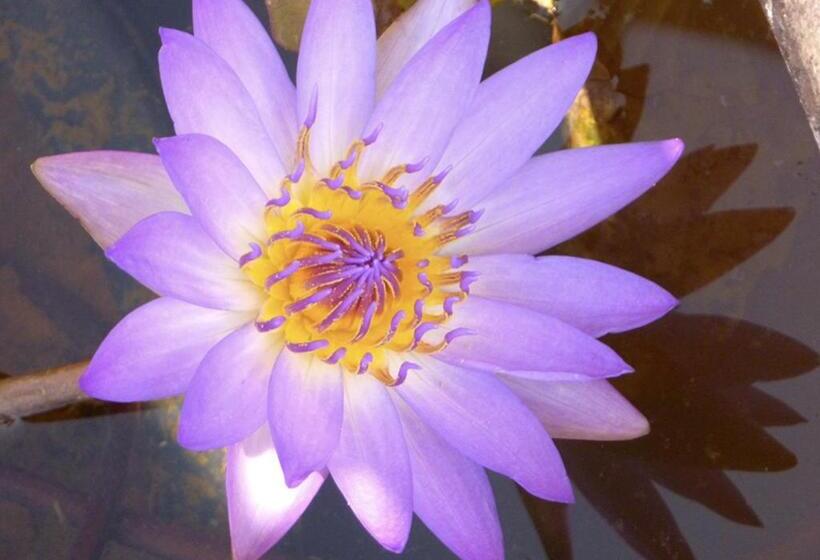 פנסיון Mekong Jewel River View