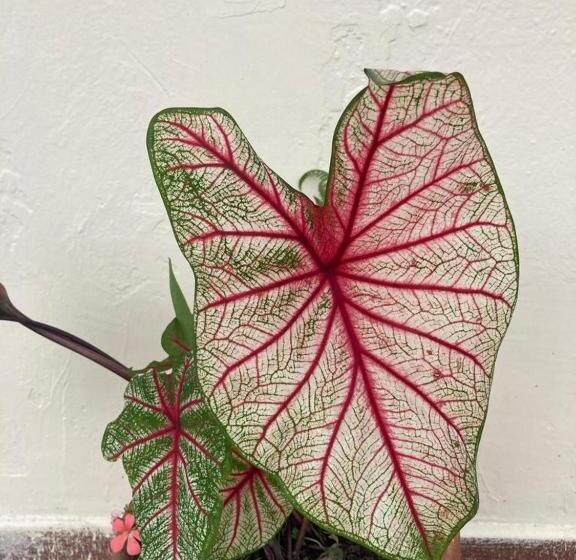 Otel Maravilloso Lugar De Descanso