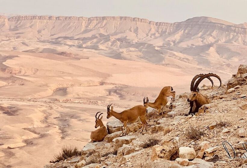 בית מלון כפרי Roxon Desert Arad