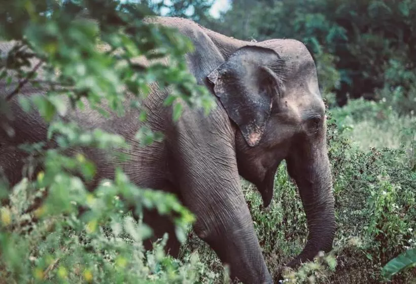 Hotelli The Salty Pelican Yoga & Surf Retreat