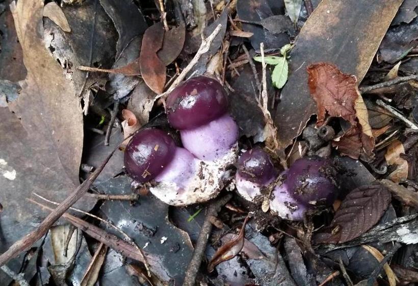 Пансион Scout Hall