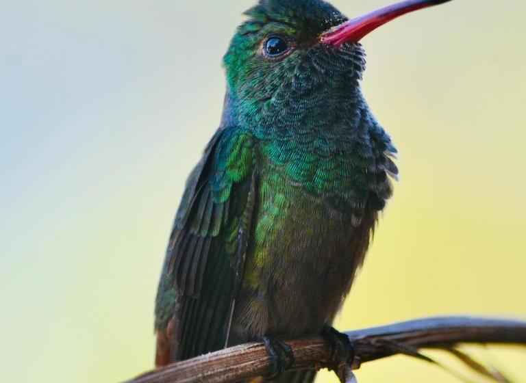 پانسیون Sistarasta