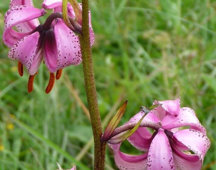 Bed and Breakfast Chambres D Hôtes Les Rondins De La Fecht