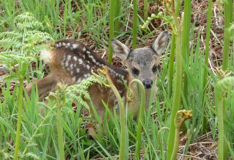 Bed and Breakfast Chambres D Hôtes Les Rondins De La Fecht