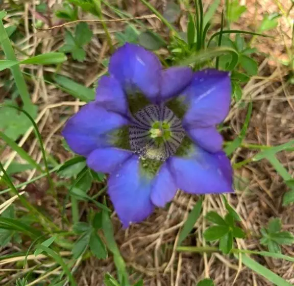 Hotelli Genzianella