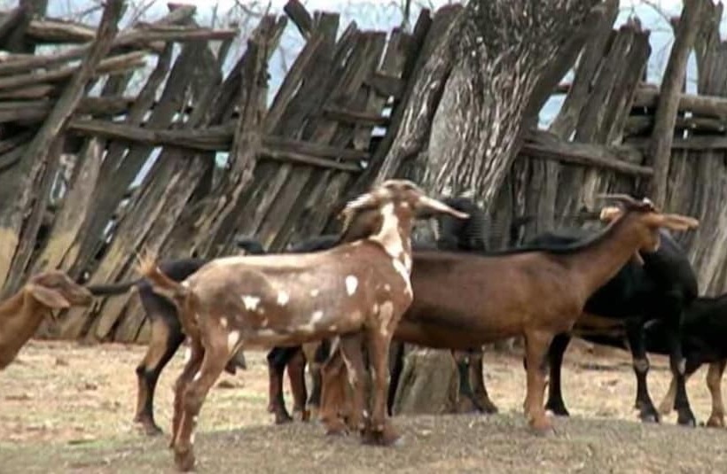 Отель Jomaley Real