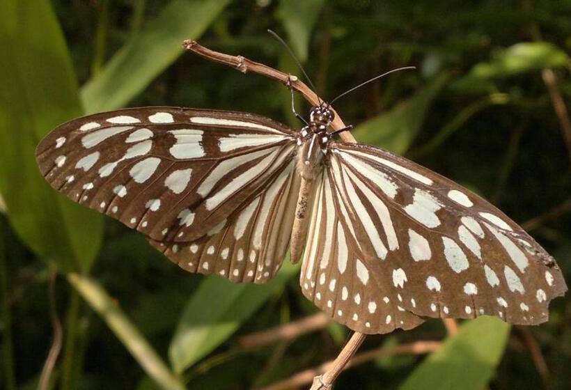 استراحتگاه Easy Tiger Garden Bungalows   By Beach House Cambodia