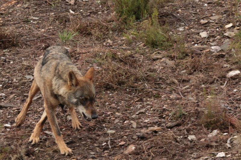 فندق La Coral De Sanabria