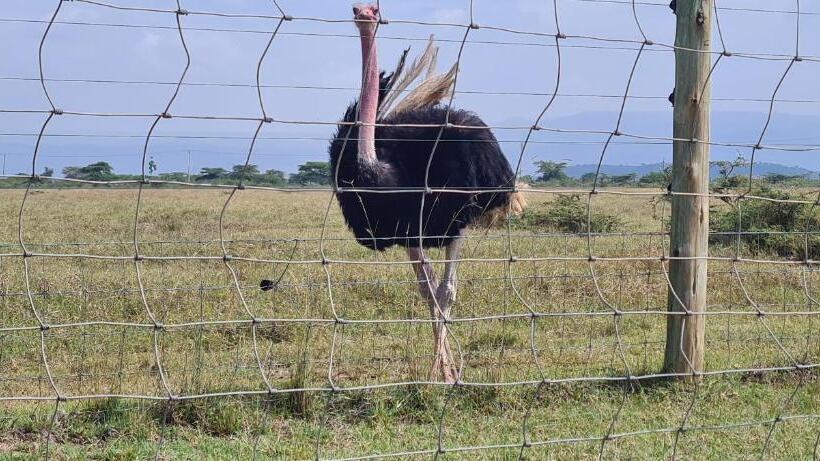 استراحتگاه Mambo Game View