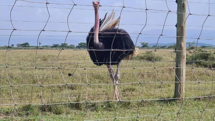 استراحتگاه Mambo Game View