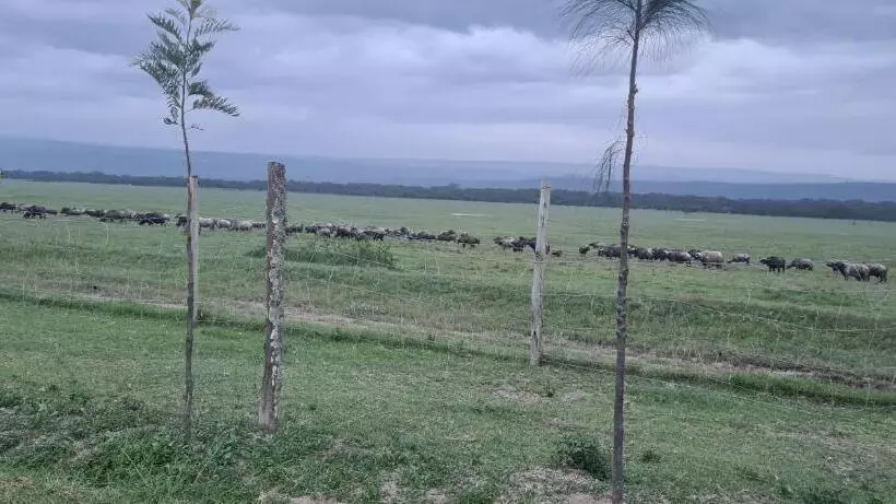 استراحتگاه Mambo Game View