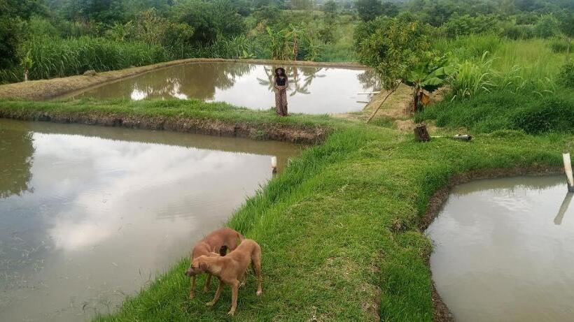 پانسیون Daliko Farm
