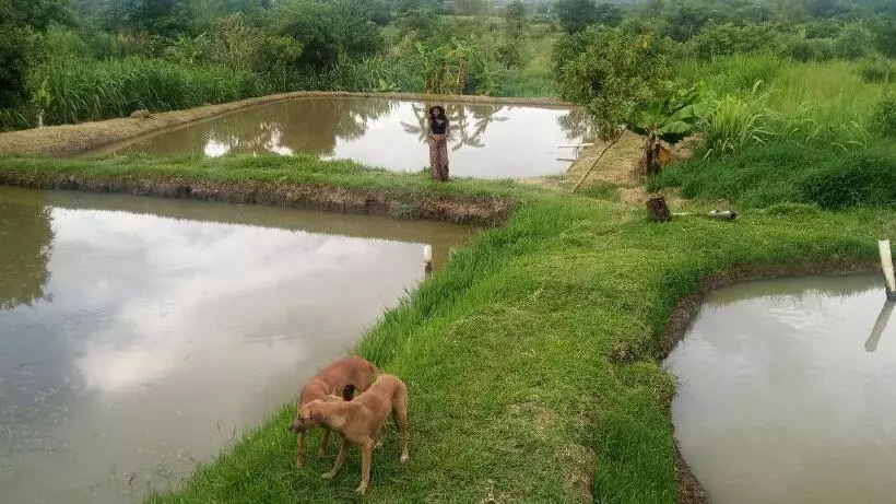 پانسیون Daliko Farm