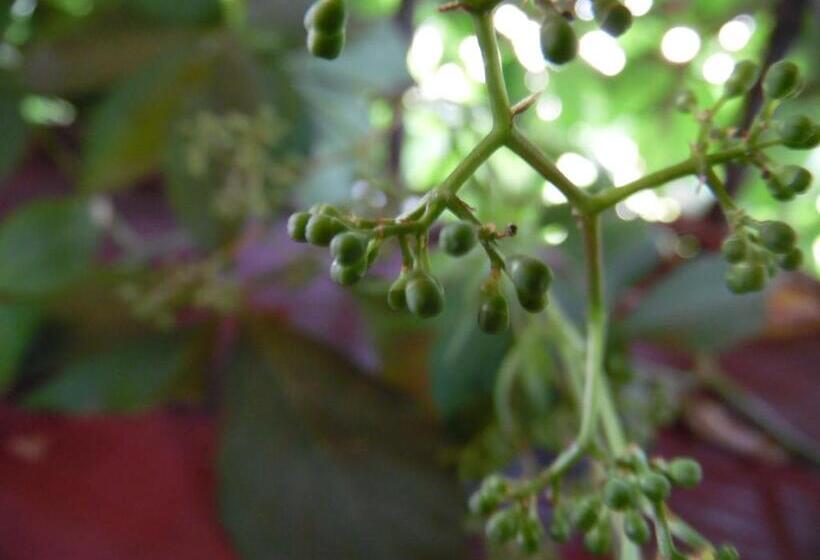 تختخواب و صبحانه Molino Rojo Hostel