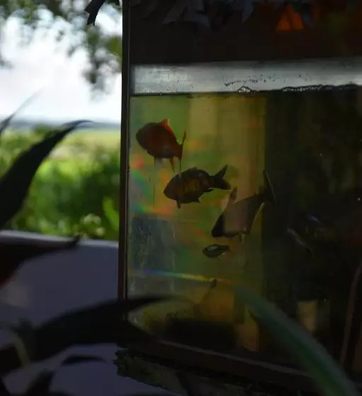 Aamiaismajoitus (B&B) Rice Cabanas Yala