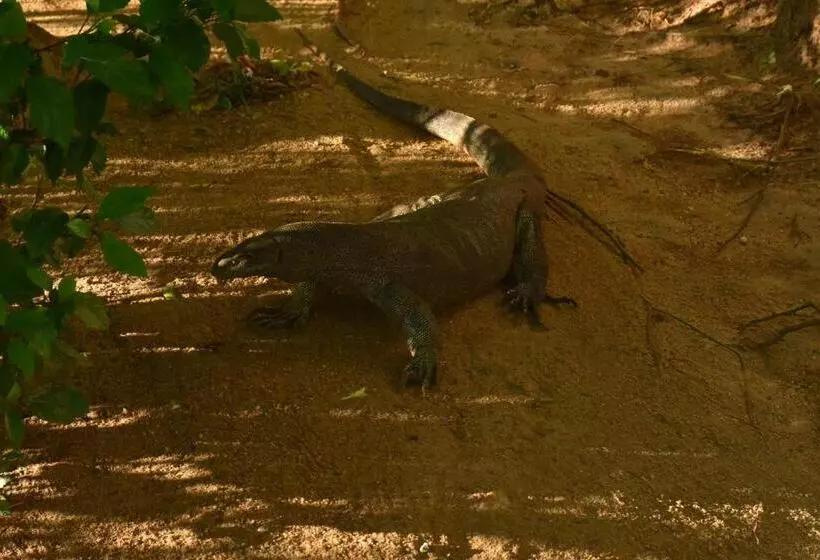 Aamiaismajoitus (B&B) Rice Cabanas Yala