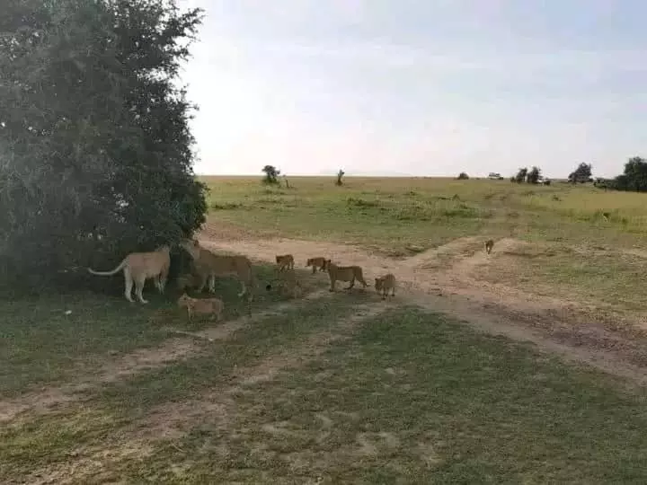 تختخواب و صبحانه Sunrise Maasai Mara Safari Camp