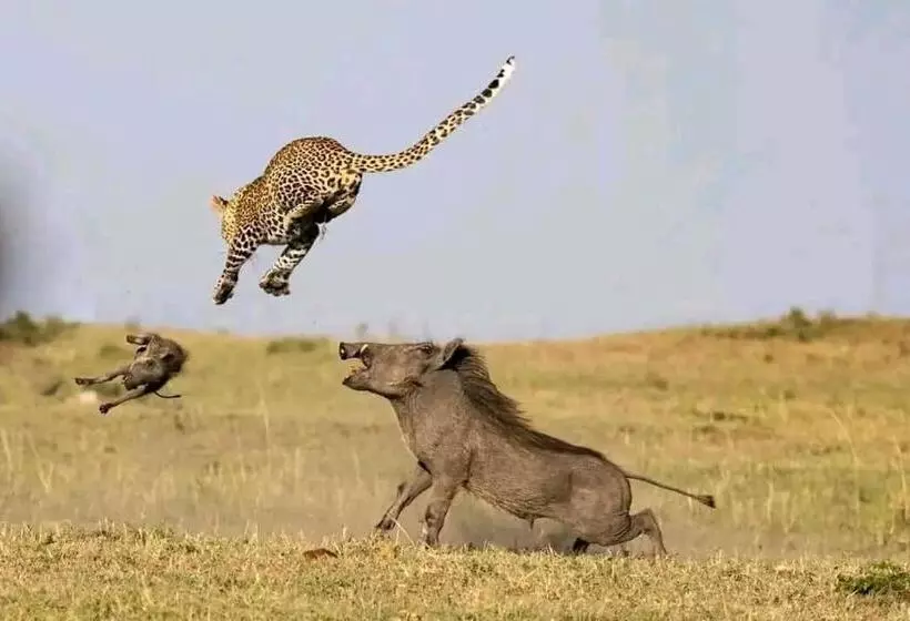 تختخواب و صبحانه Sunrise Maasai Mara Safari Camp