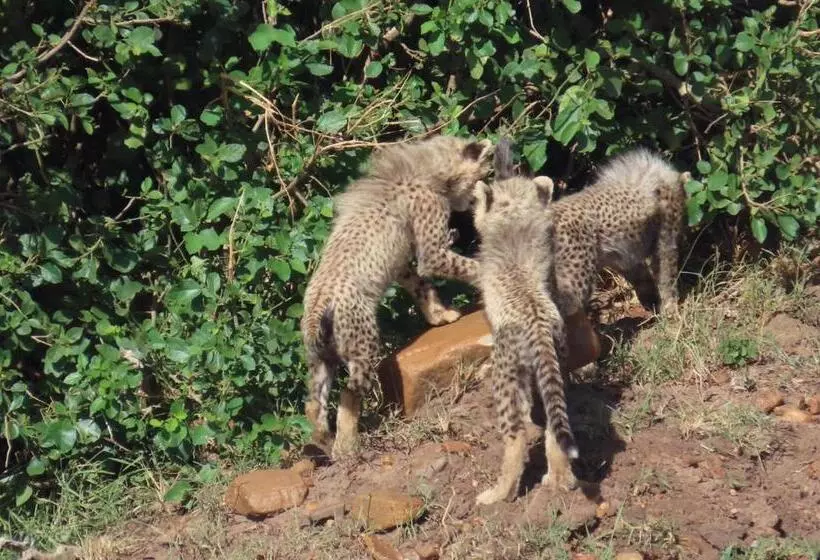 تختخواب و صبحانه Sunrise Maasai Mara Safari Camp