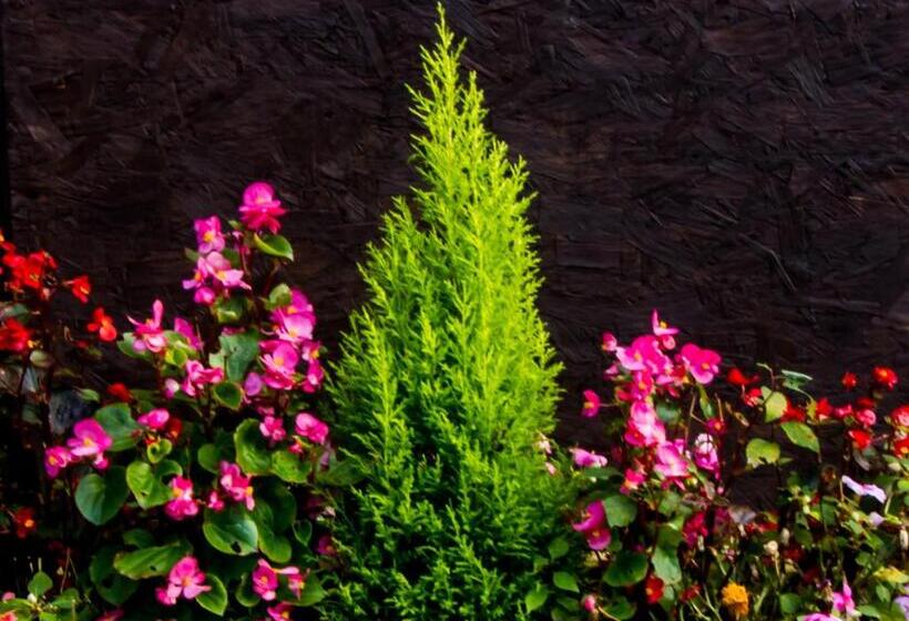 The Rose Bed And Breakfast