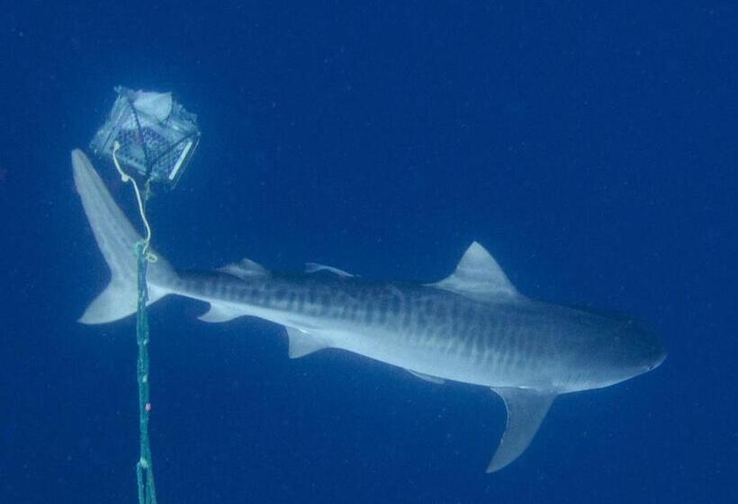 Peri Peri Divers B&b Morrungulo