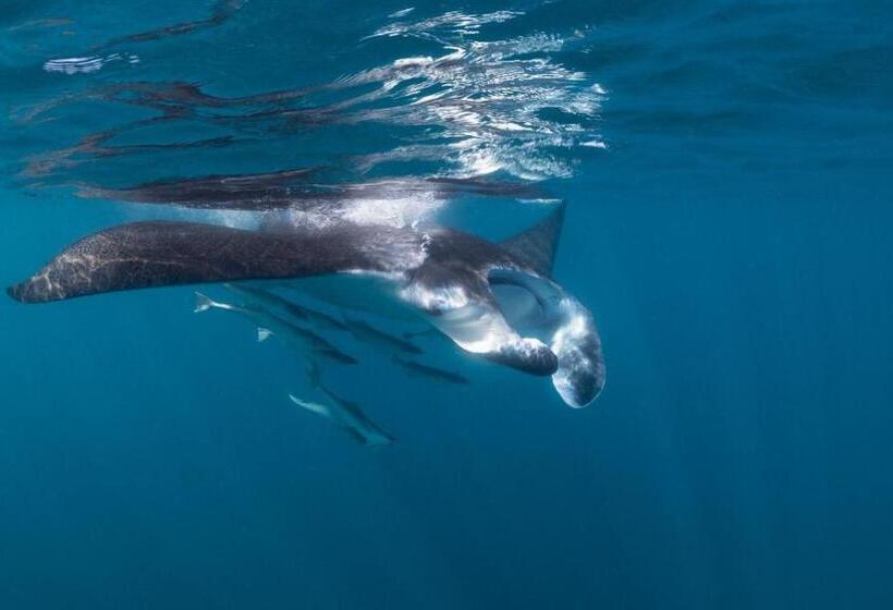 Peri Peri Divers B&b Morrungulo