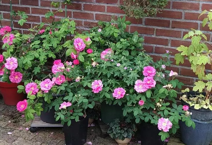 Aamiaismajoitus (B&B) Rosemary Cottage