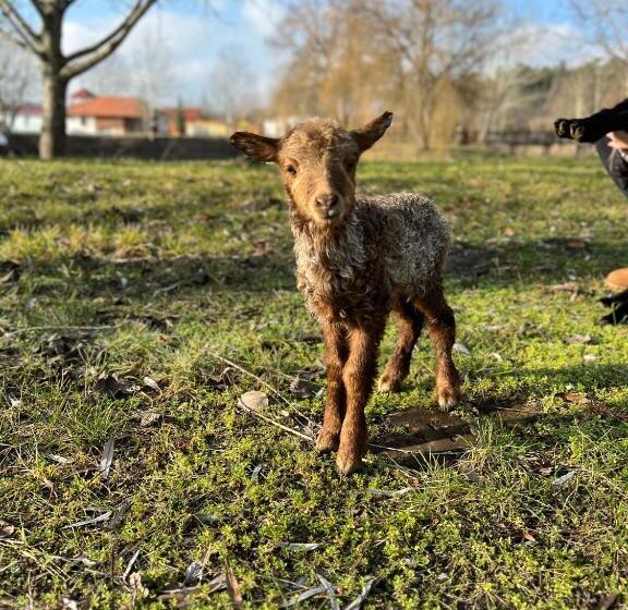 Erdőspuszta Club Hotel Fenyves