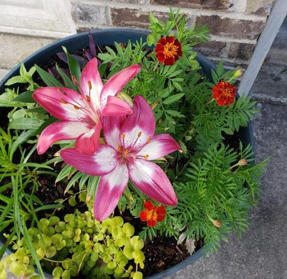 Silverbuttons Apartments & Eats