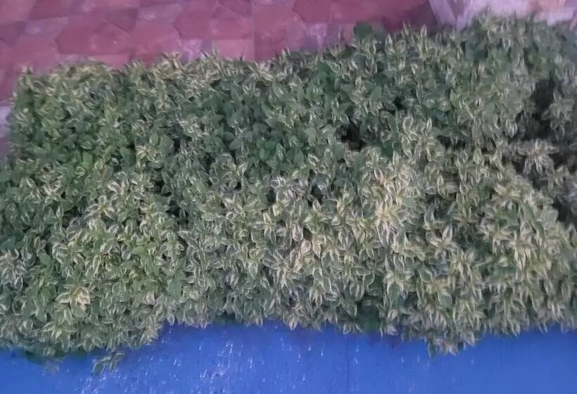 Silverbuttons Apartments & Eats