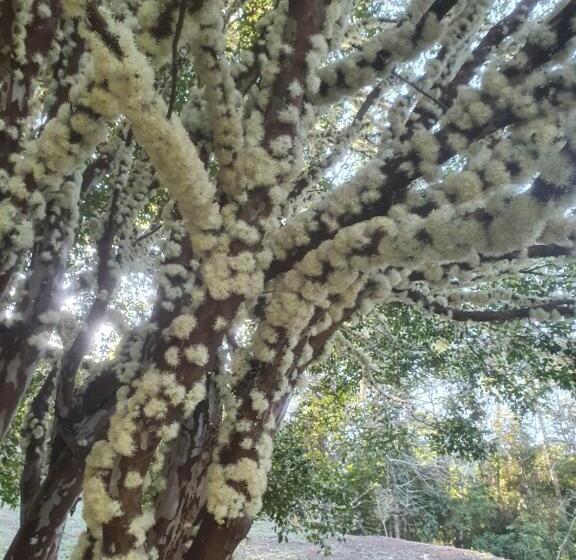 Szálló Pousada Dos Olivais