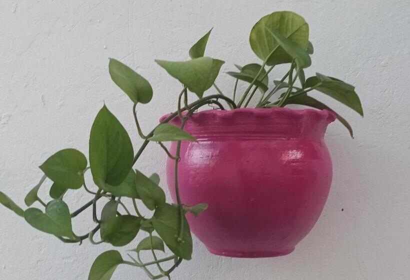 펜션 Hostal Girasoles Tolu