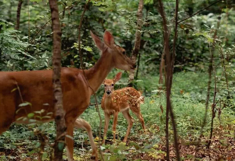Majatalo Peaceful Sanctuary Surrounded By Wildlife