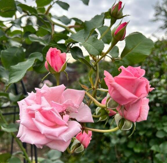 Panzió Premium Home With Garden View, Private Parking