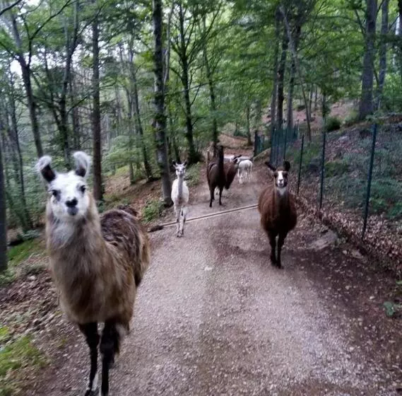 ベッドアンドブレックファースト Agriturismo Athabaska
