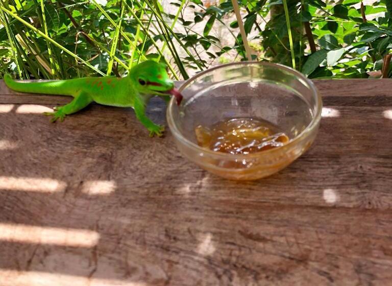 هتل Kiteparadise Madagascar