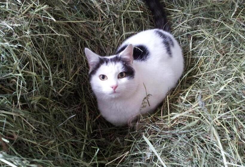 Отель Obermoserhof