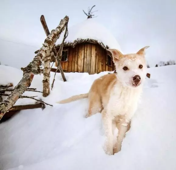 ホテル Svansele Gård