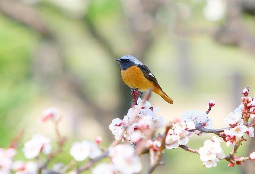 צימר Backwoods Suites Shimla