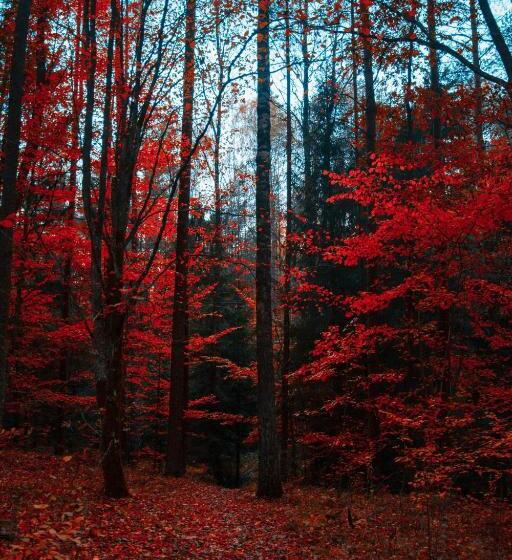 Hotel Location De Hote