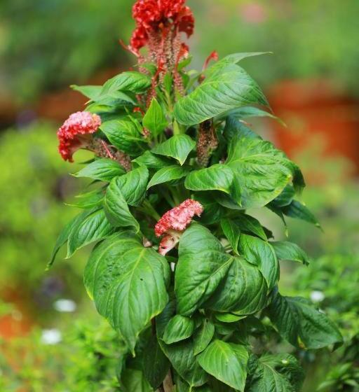 펜션 Marari Beatles