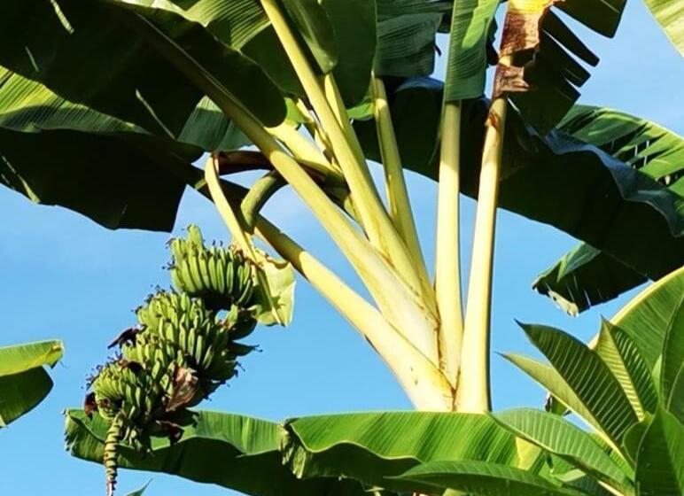 Pensão Villa Silence