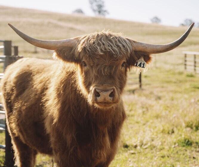 Отель Figtree Retreat