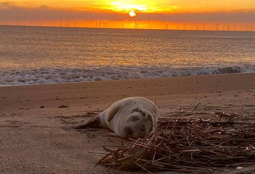 Driftwood Cabin Dog Friendly, Anderby Creek